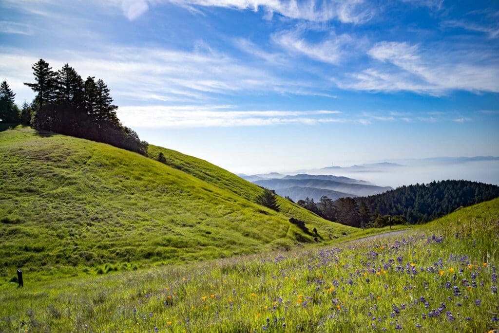 Marin Conservation League